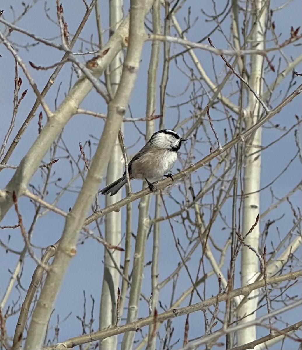 Mountain Chickadee - ML647335540