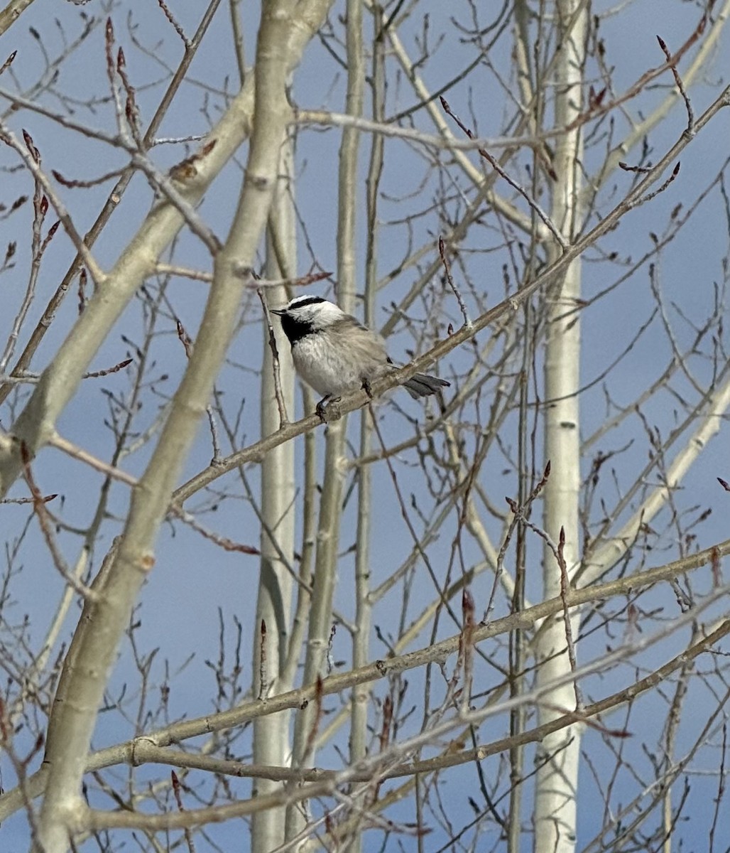 Mountain Chickadee - ML647335541