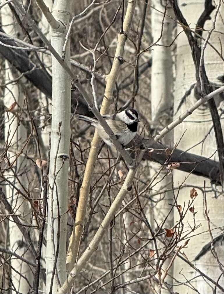 Mountain Chickadee - ML647335542