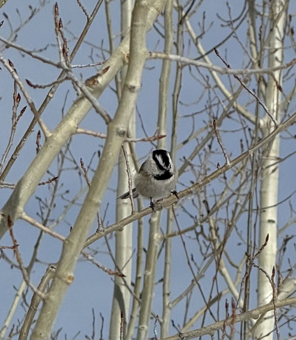 Mountain Chickadee - ML647335543