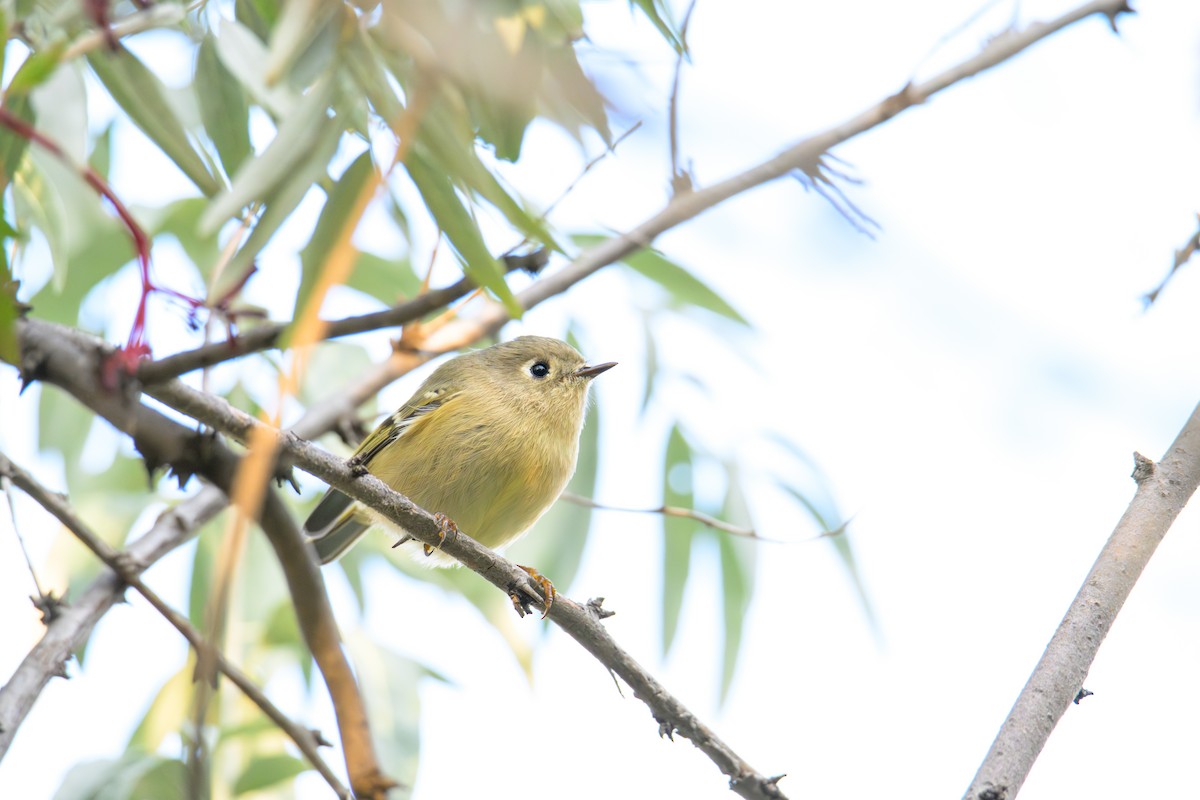 Ruby-crowned Kinglet - ML647335545