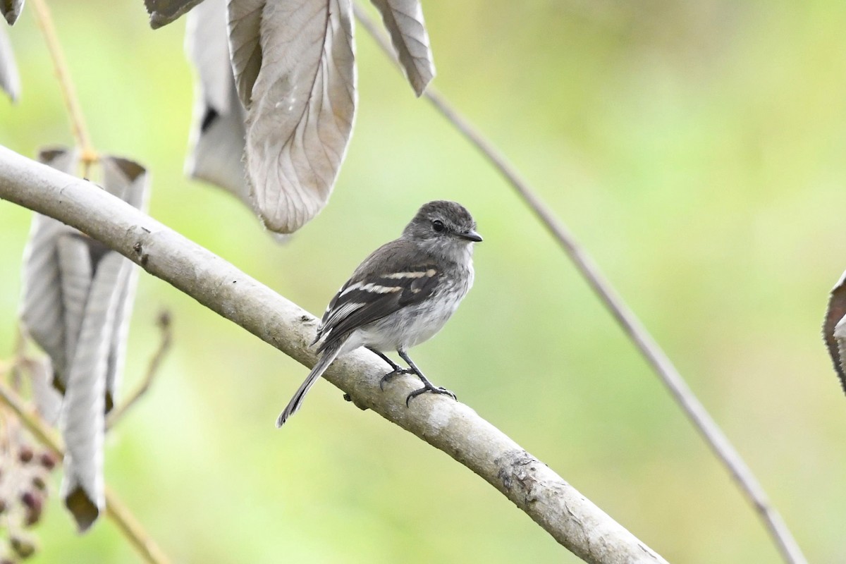 Mouse-gray Flycatcher - ML647335551