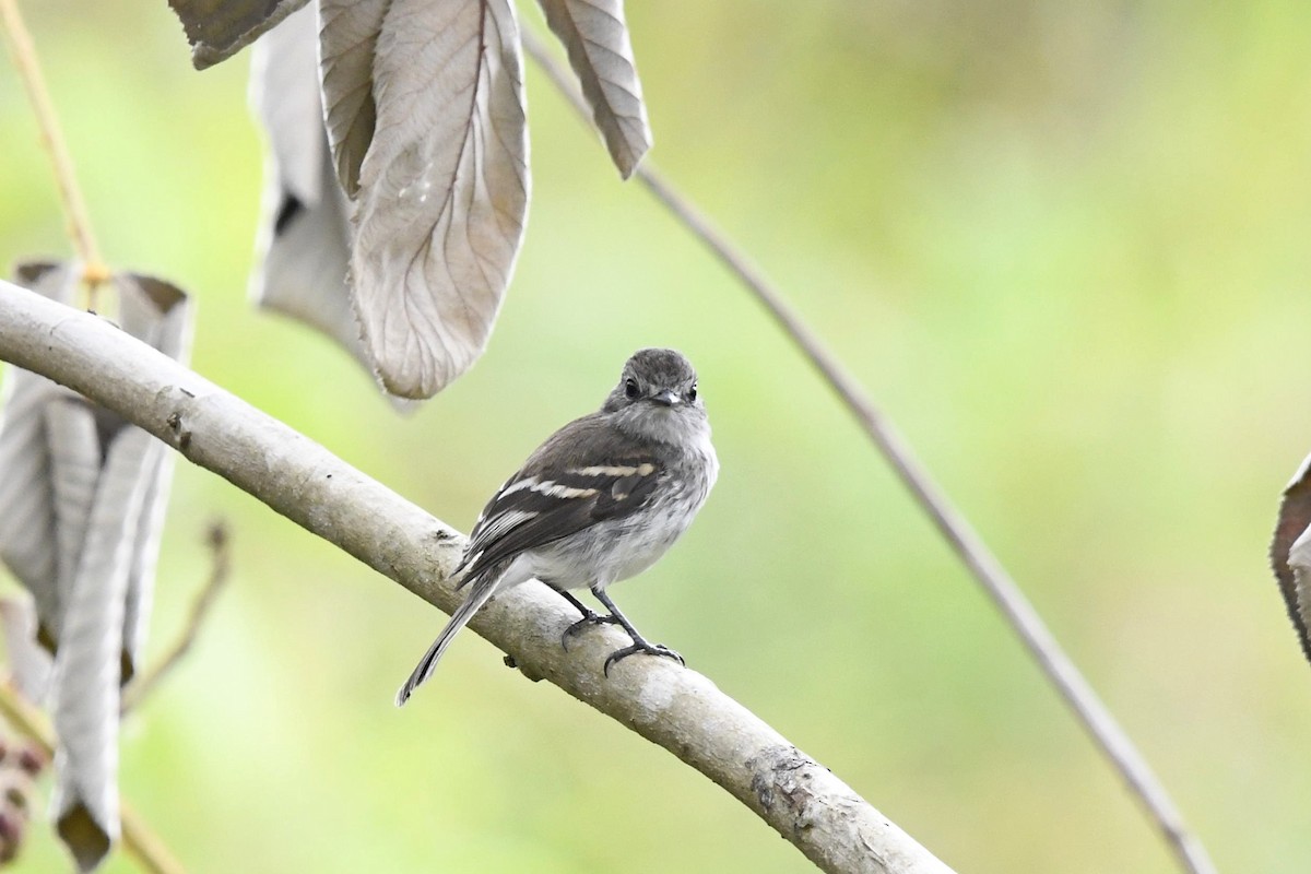 Mouse-gray Flycatcher - ML647335556