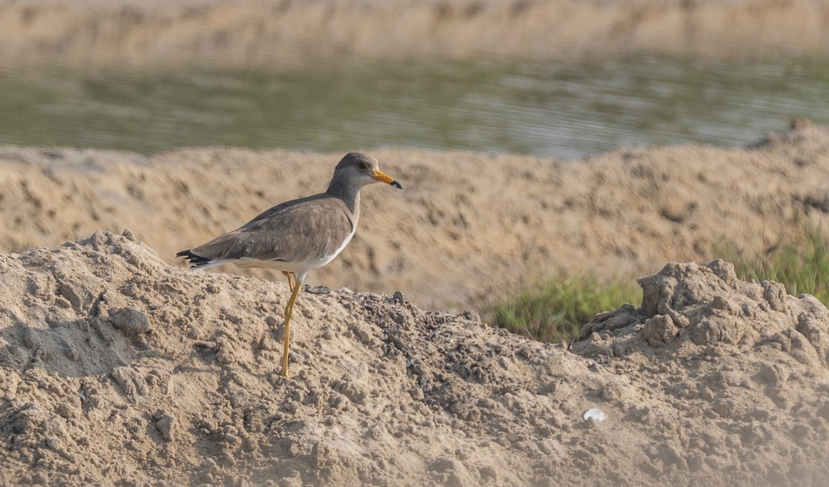 Gray-headed Lapwing - ML647335557