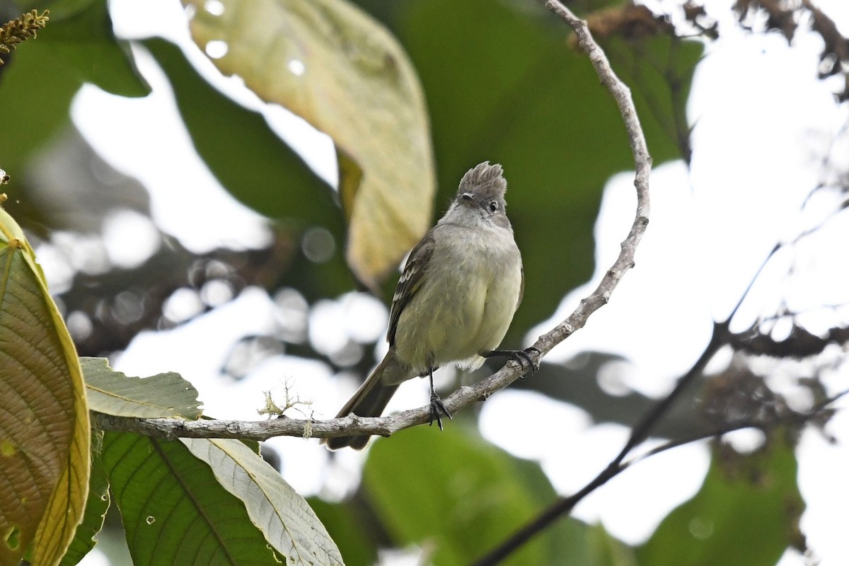 Yellow-bellied Elaenia - ML647335562