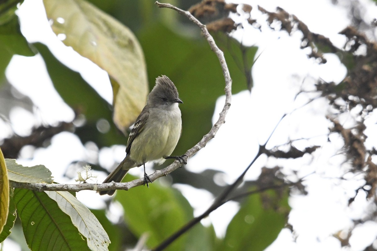 Yellow-bellied Elaenia - ML647335563