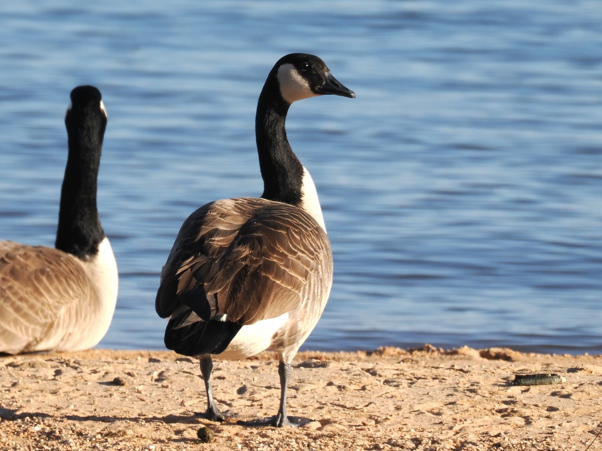 kanadagås - ML647335566