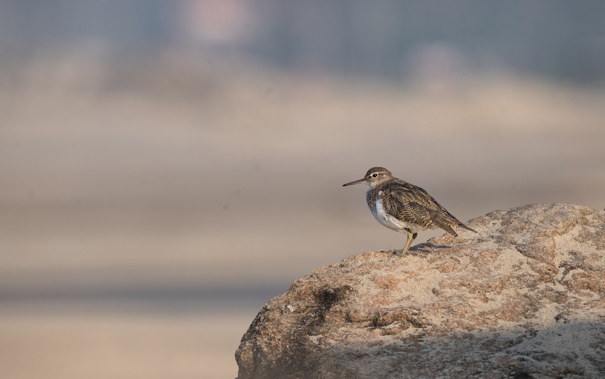 Common Sandpiper - ML647335569