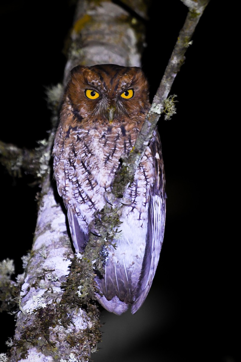 Whiskered Screech-Owl - ML647335575