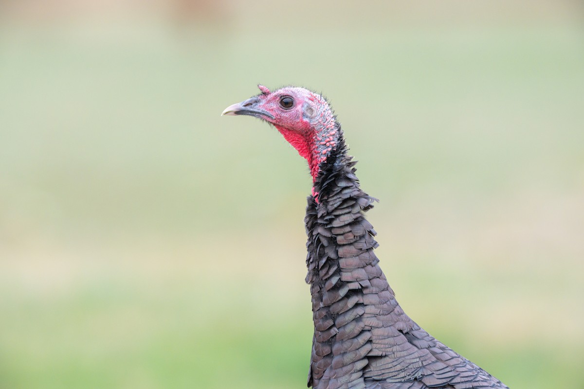 Wild Turkey - ML647335579