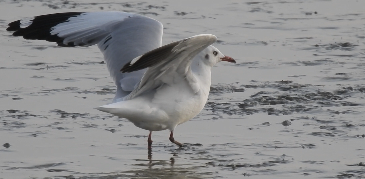 Gaviota Centroasiática - ML647335580