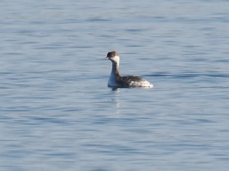 Красношейная поганка - ML647335581