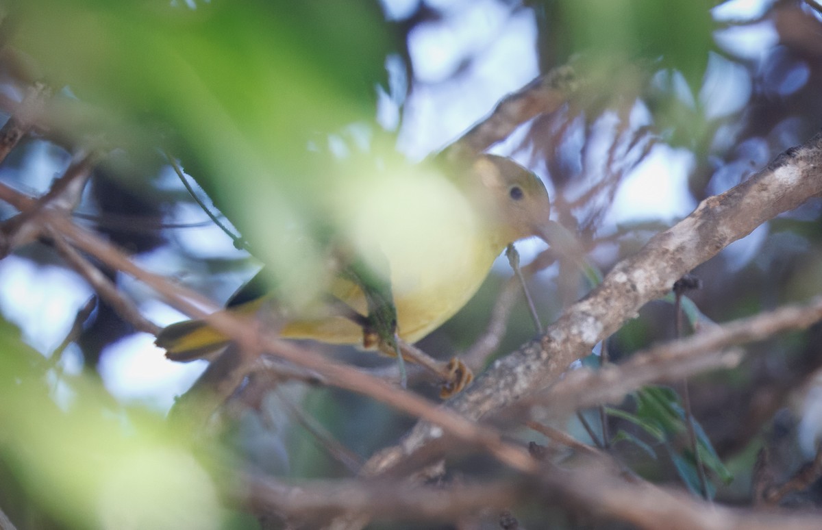 Northern Yellow Warbler - ML647335583