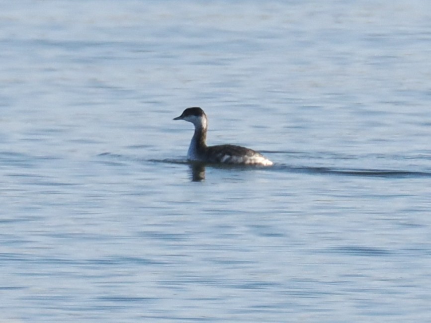 Horned Grebe - ML647335585