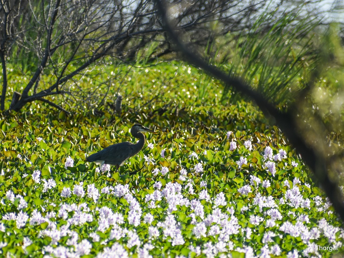 Great Blue Heron - ML647335586
