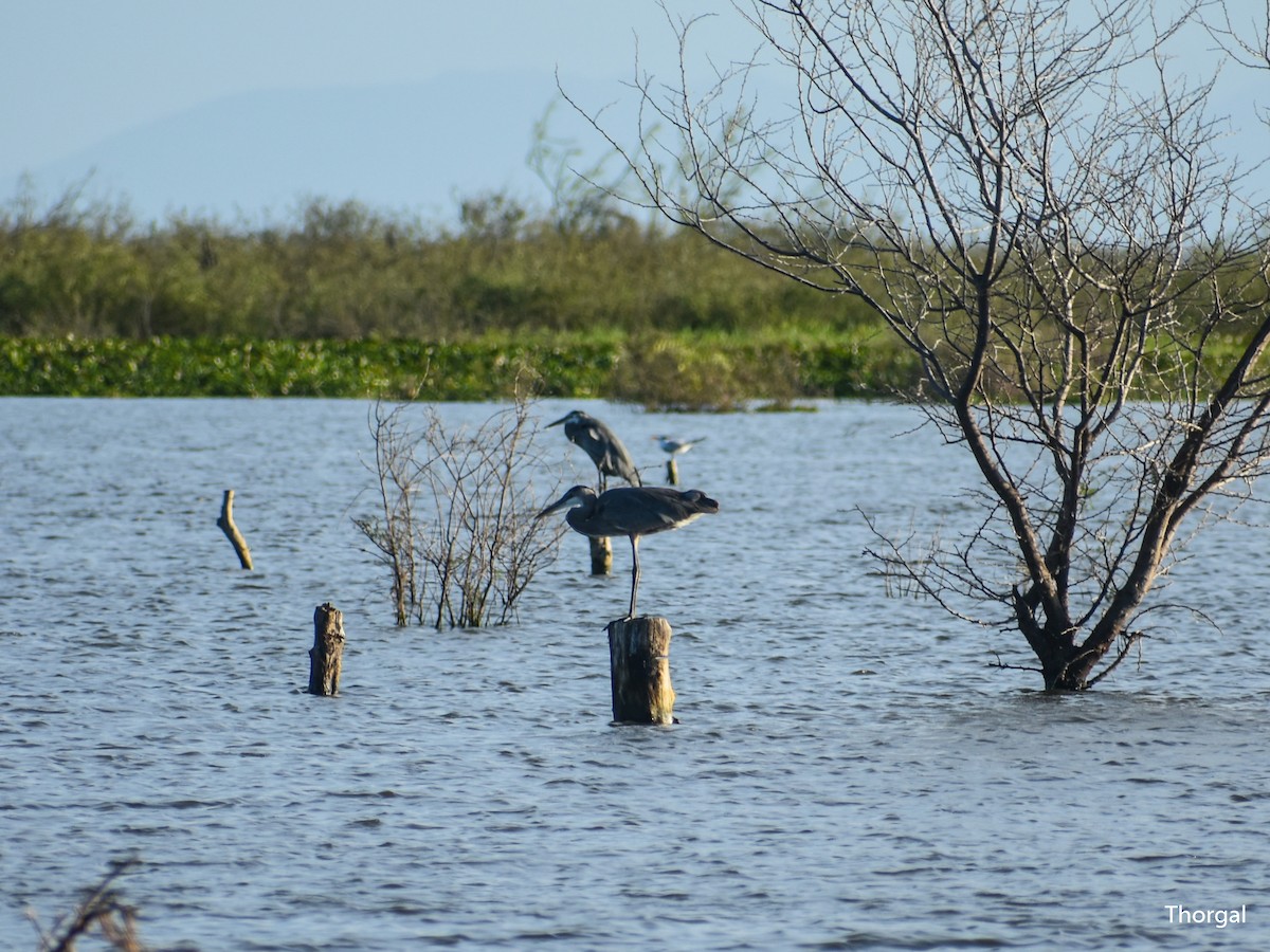 Great Blue Heron - ML647335587