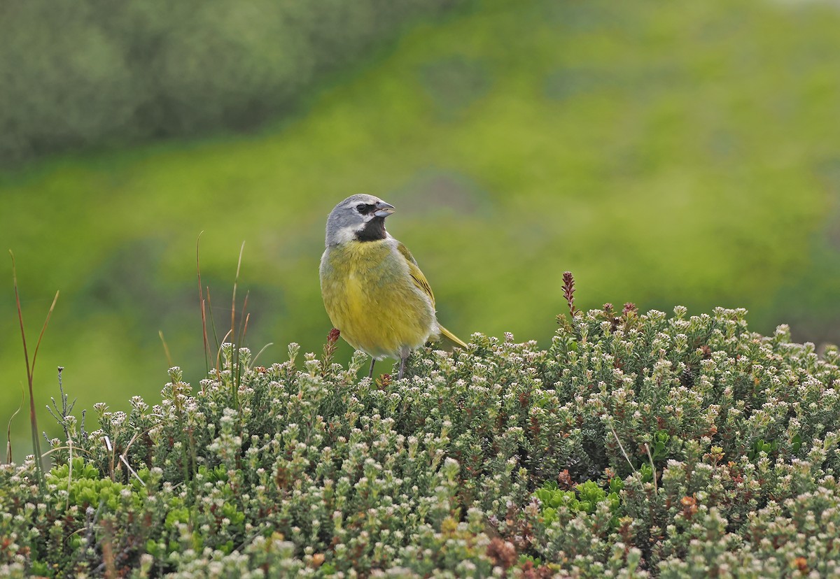 White-bridled Finch (Falkland) - ML647335588