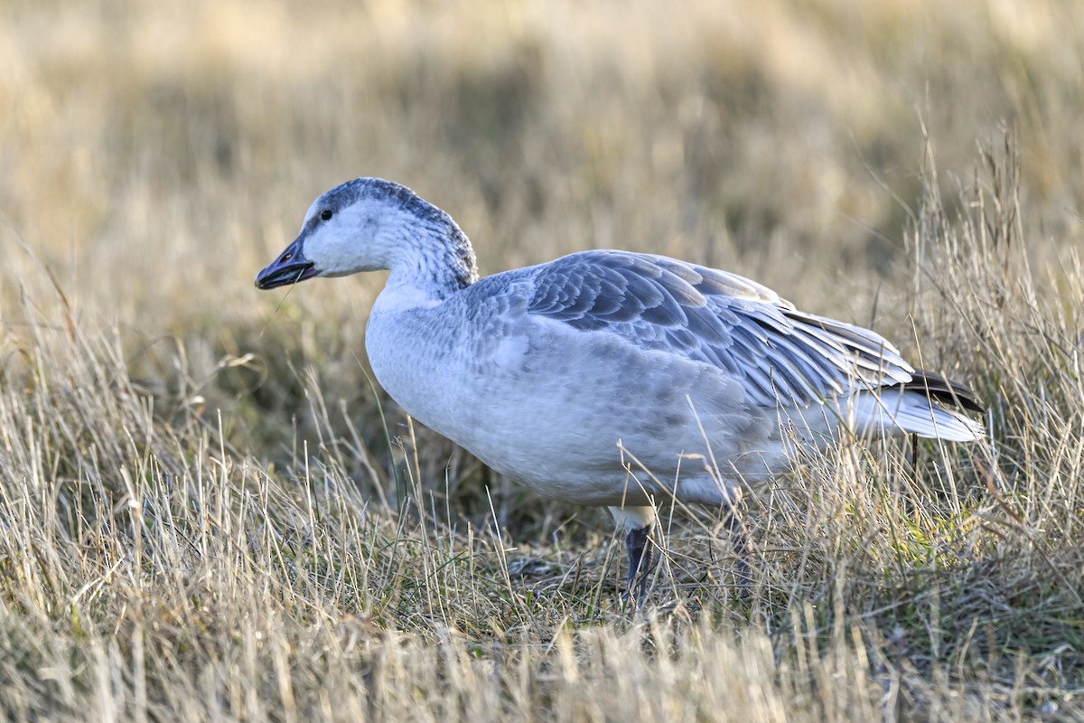 Snow Goose - ML647335589