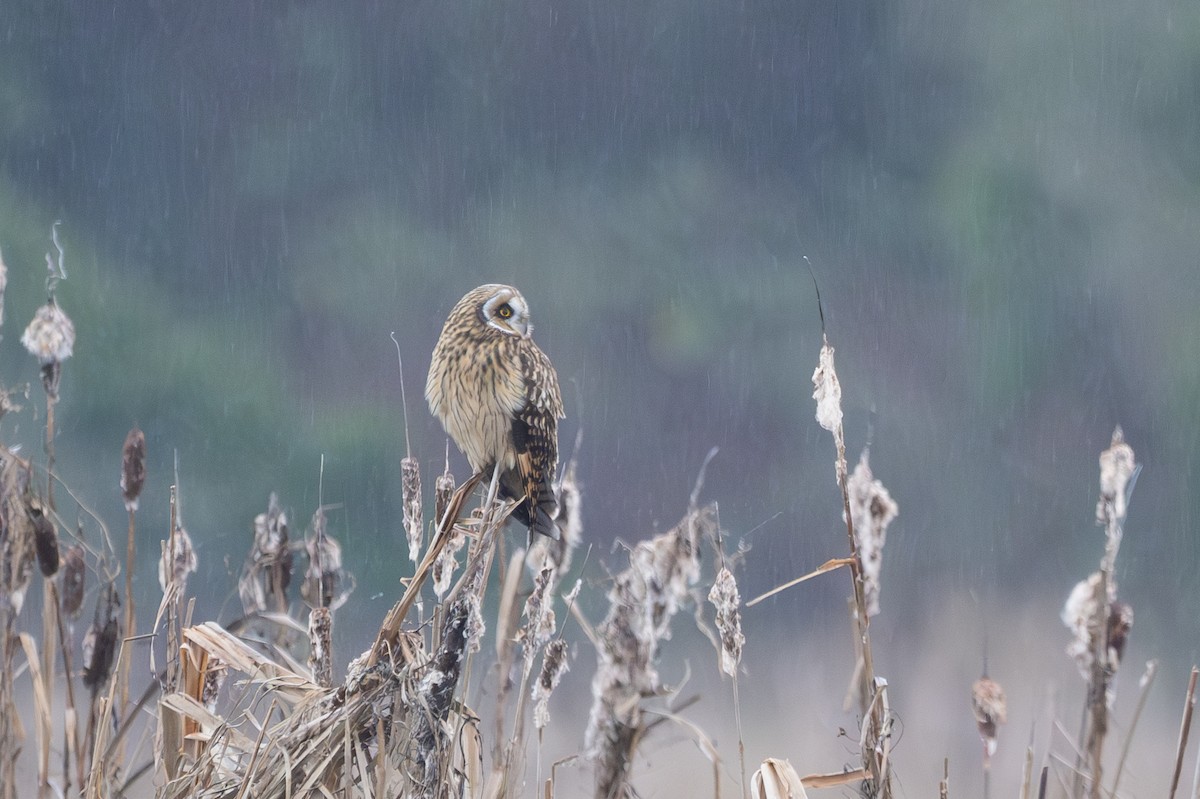 Short-eared Owl - ML647335594