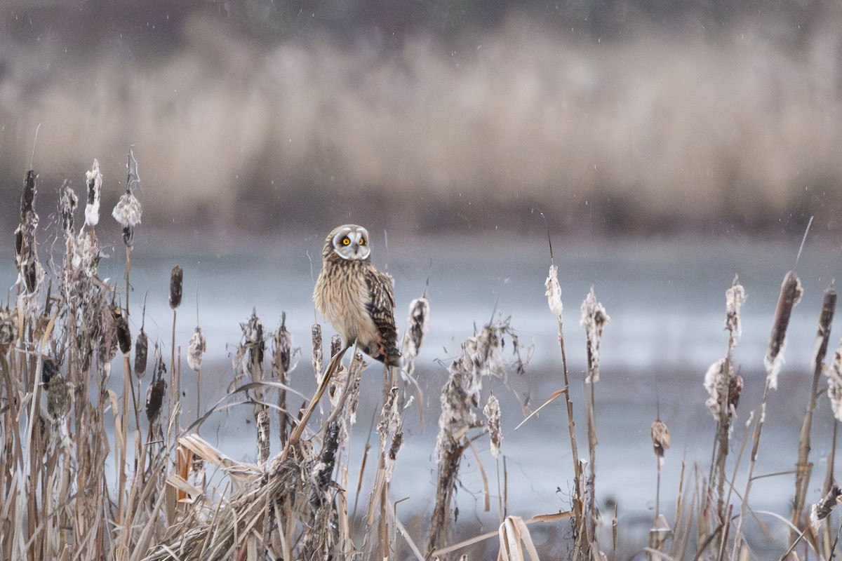 Short-eared Owl - ML647335595