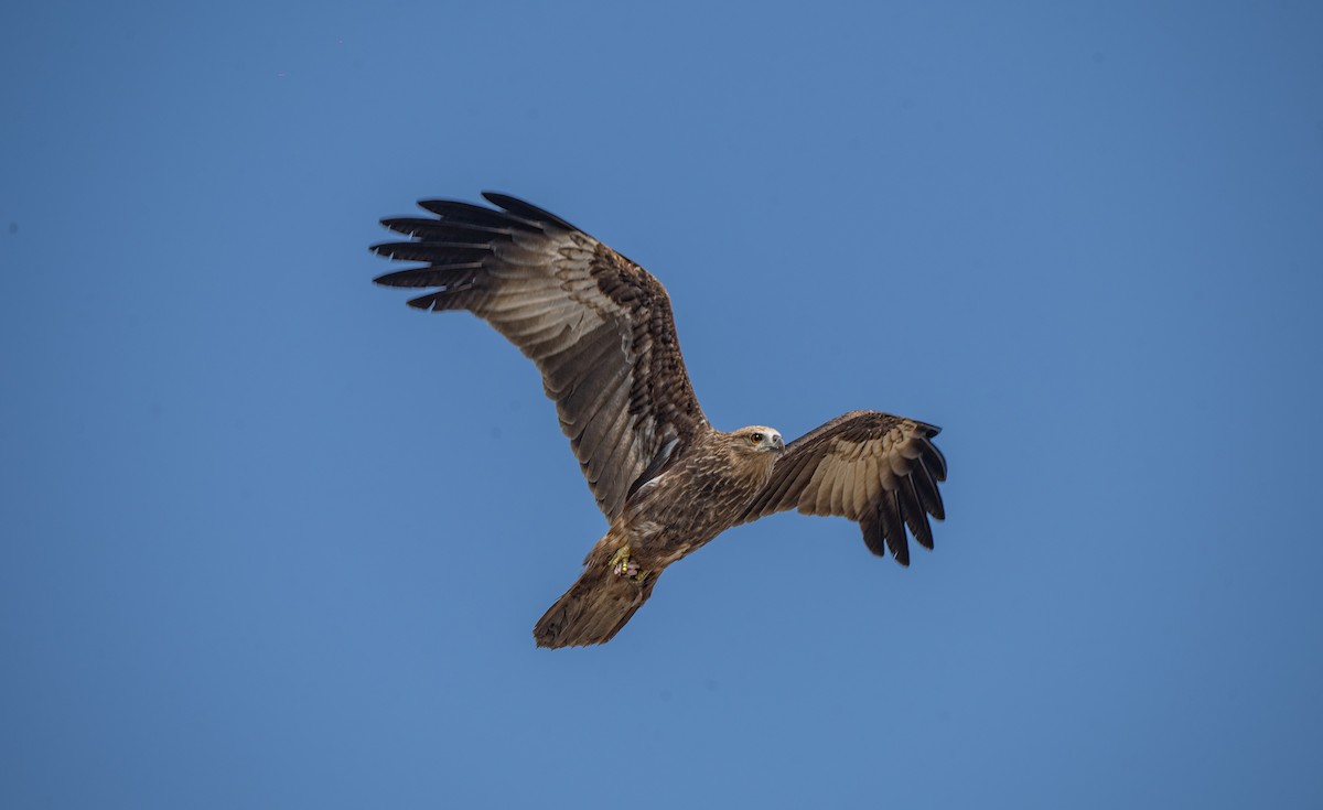 Brahminy Kite - ML647335596