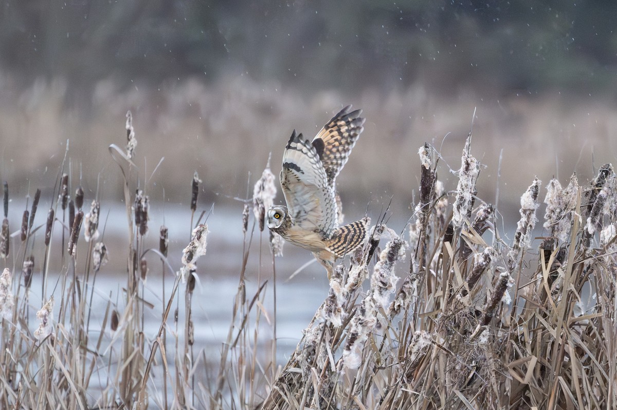 Short-eared Owl - ML647335597