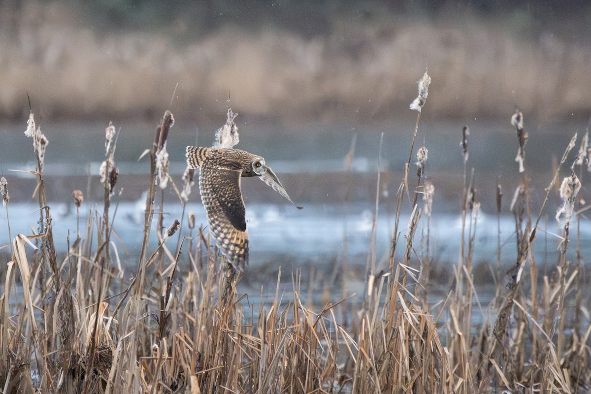 Short-eared Owl - ML647335598