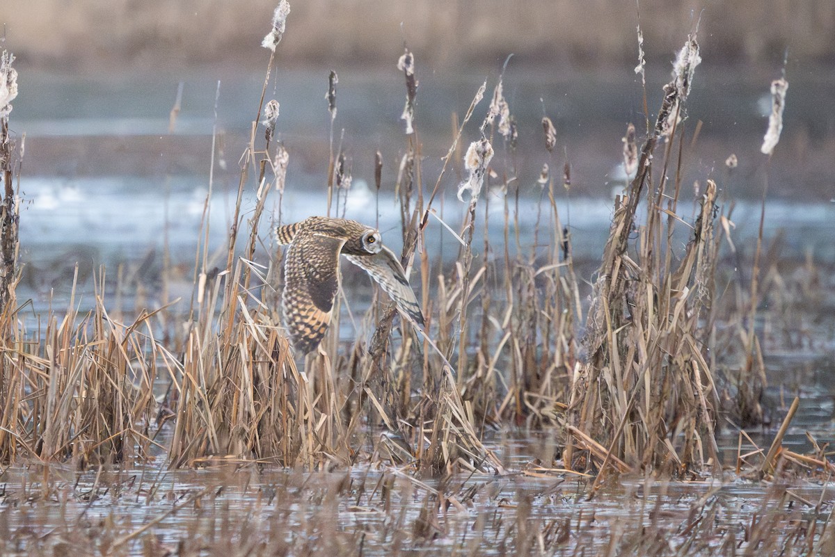 Short-eared Owl - ML647335599