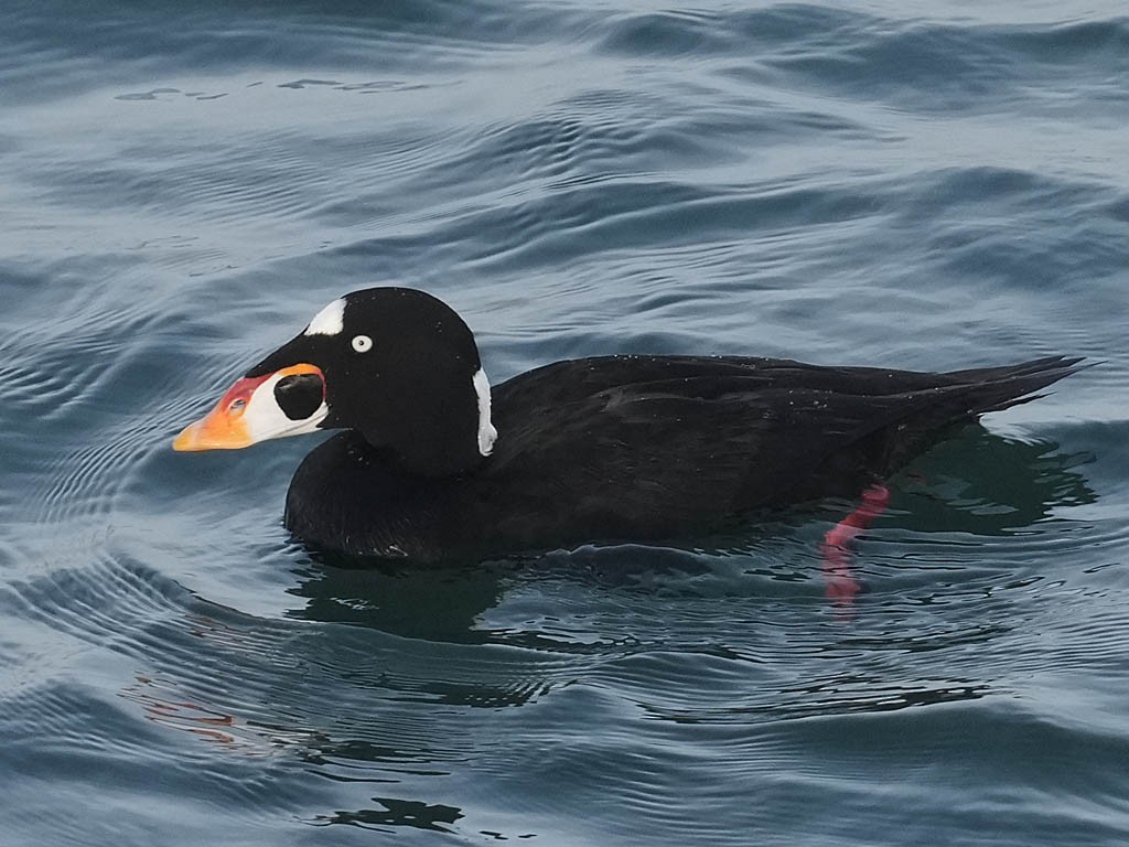 Surf Scoter - ML647335601