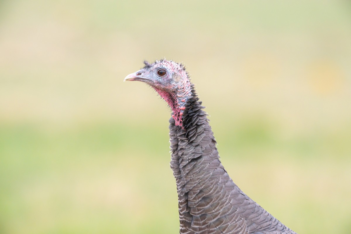 Wild Turkey - ML647335602
