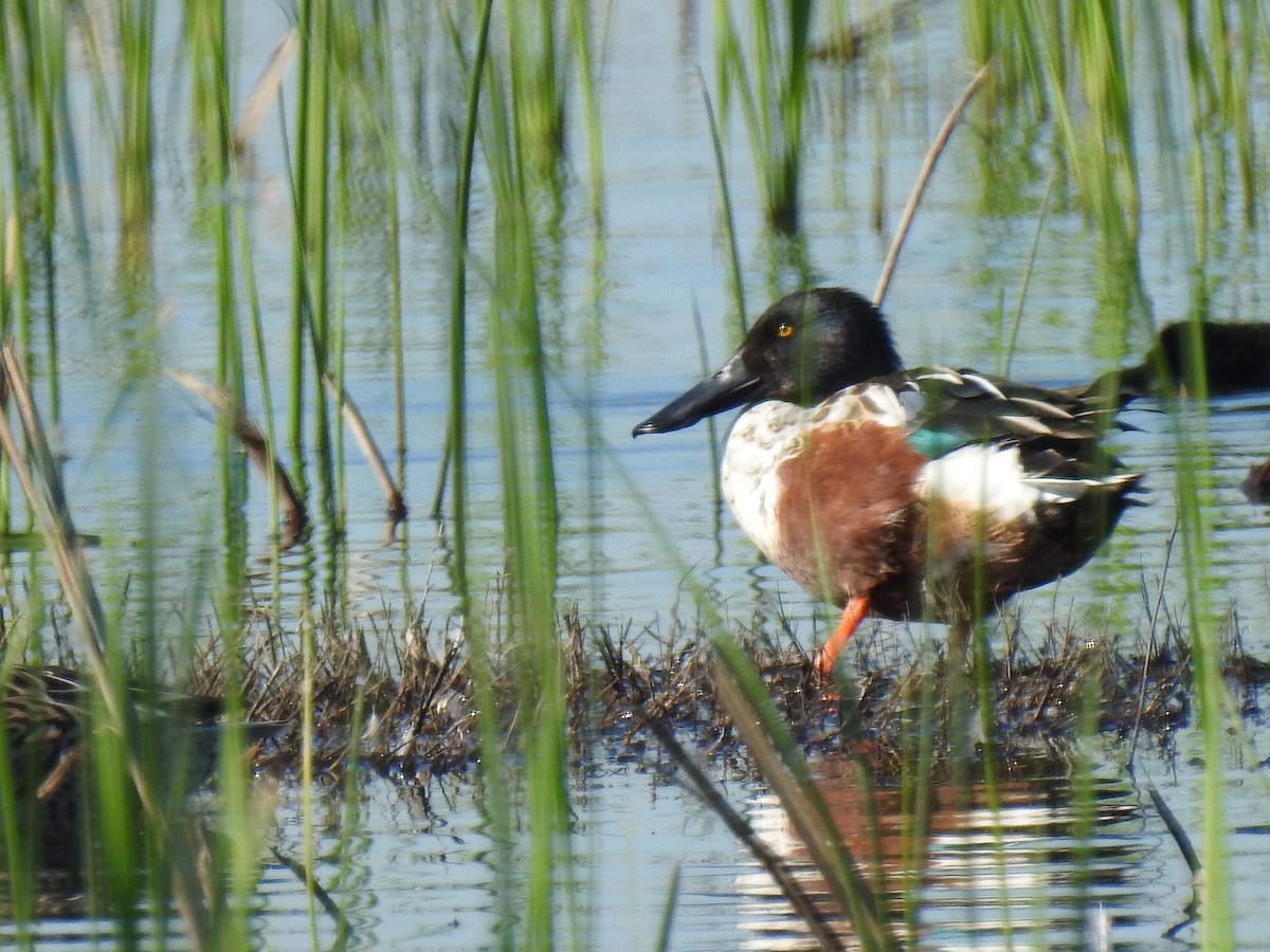 Northern Shoveler - ML647335603