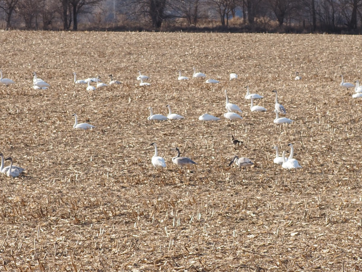 Trumpeter Swan - ML647335604
