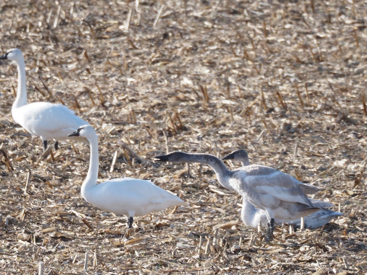 Trumpeter Swan - ML647335605