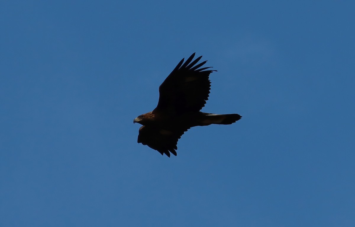 Golden Eagle - ML647335606