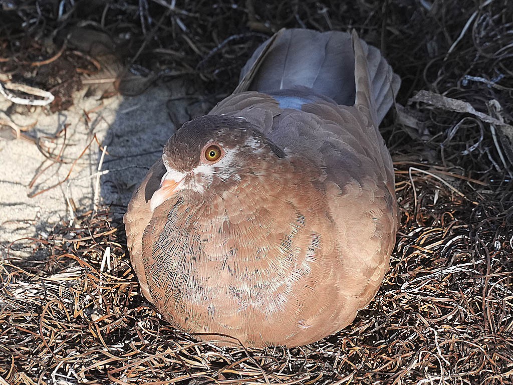 Rock Pigeon (Feral Pigeon) - ML647335607