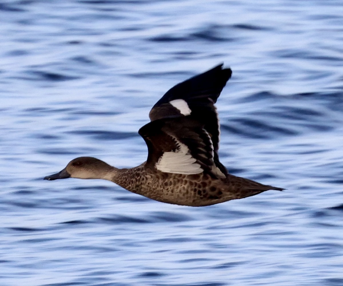 Gray Teal - ML647335610