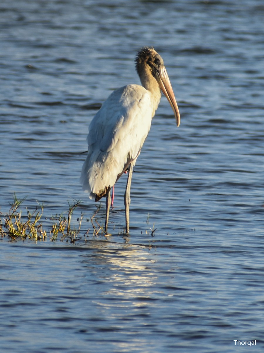 Wood Stork - ML647335614
