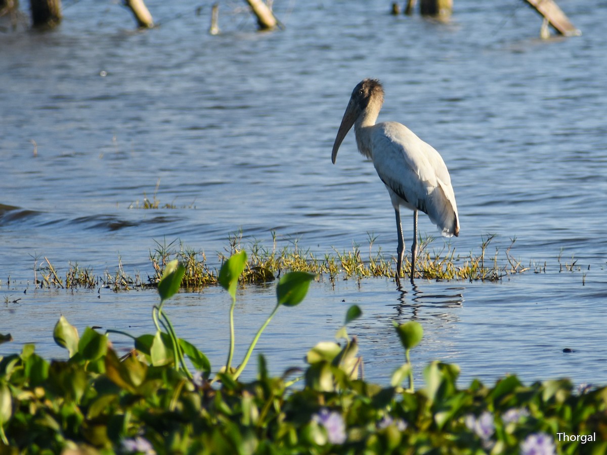 Wood Stork - ML647335615