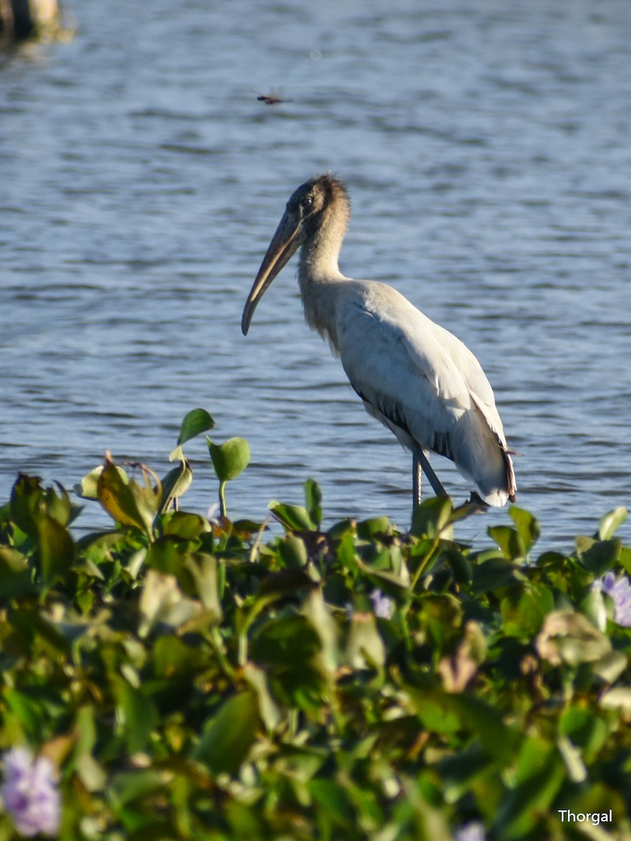 Wood Stork - ML647335616