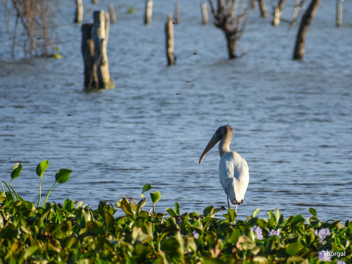 Wood Stork - ML647335617