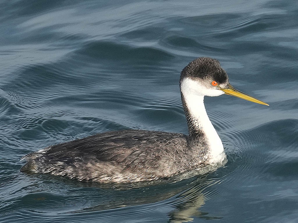 Clark's Grebe - ML647335618