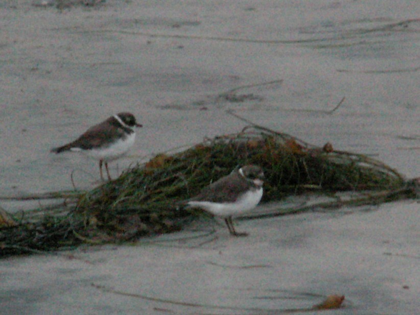 Semipalmated Plover - ML647335620