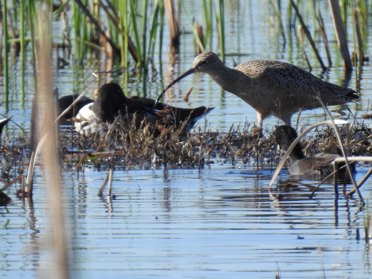 koliha americká - ML647335621