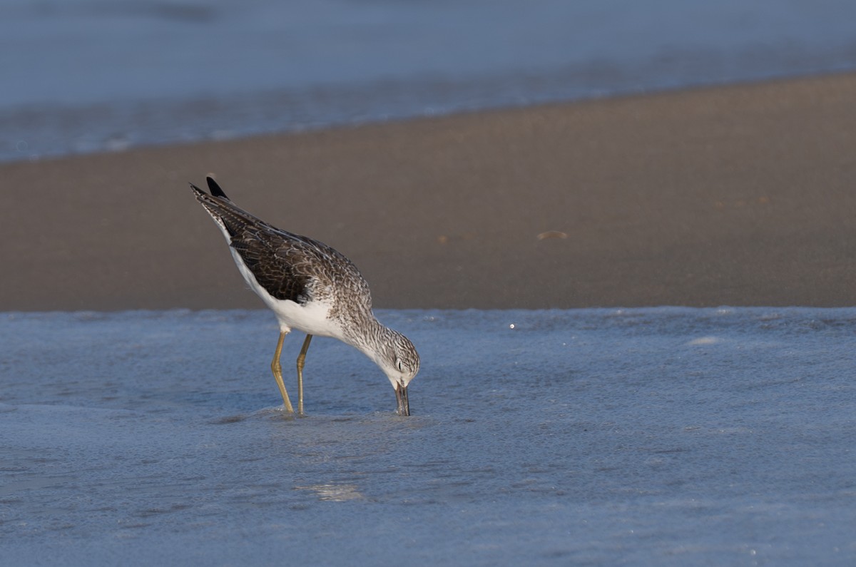 Common Greenshank - ML647335622
