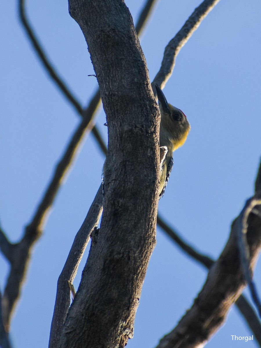 Hoffmann's Woodpecker - ML647335636