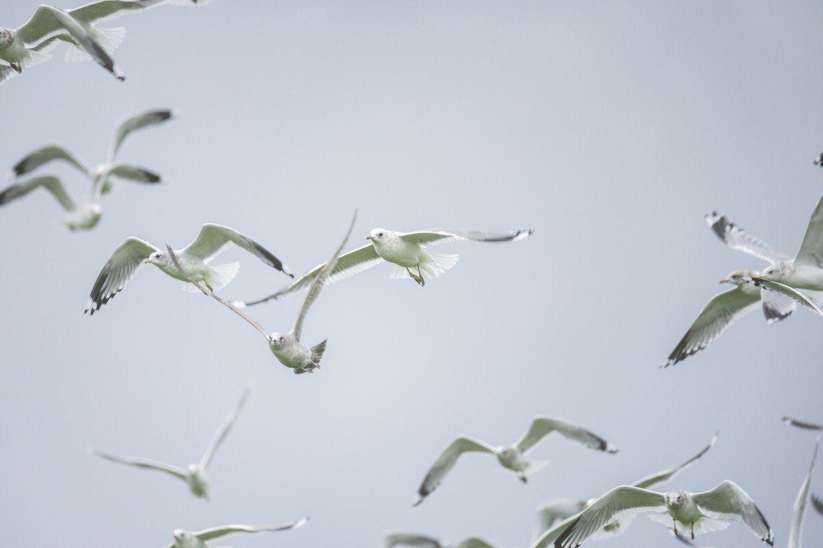 Short-billed Gull - ML647335638