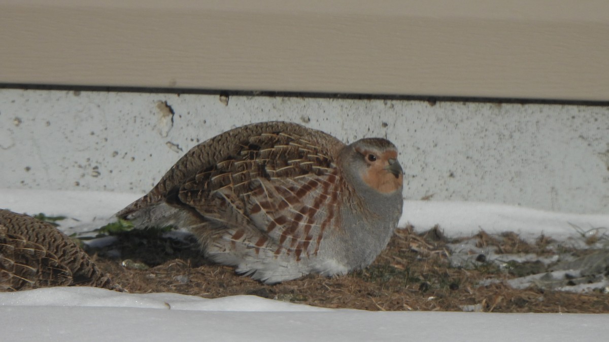 Gray Partridge - ML647335639