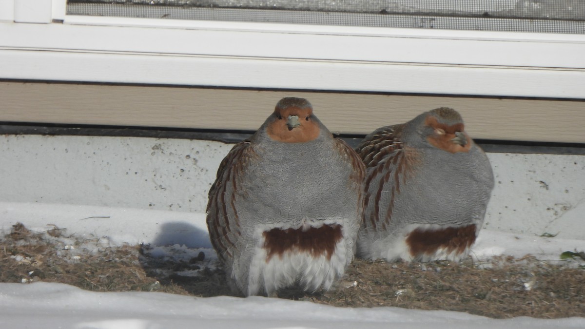 Gray Partridge - ML647335640
