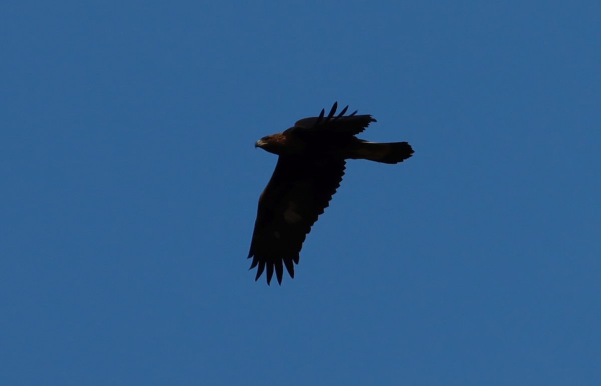 Golden Eagle - ML647335641