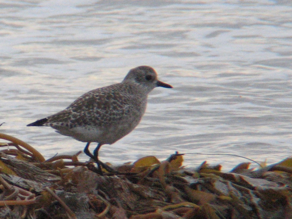 Black-bellied Plover - ML647335642